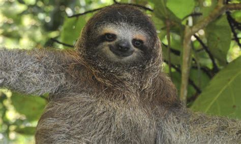 wild sloth population tvzs canada