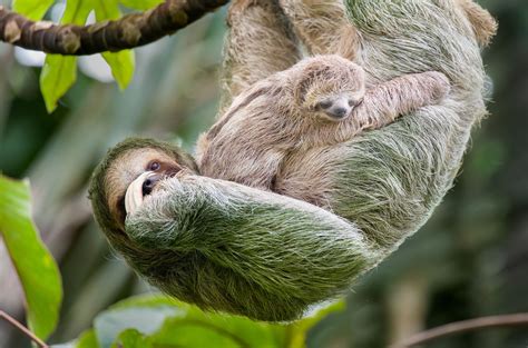 wild sloth population undn