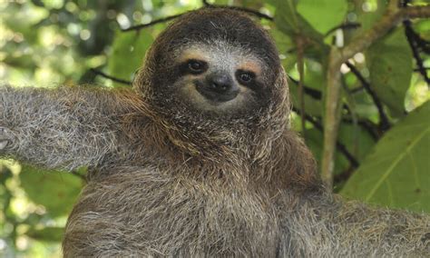 wild sloth population wrag france