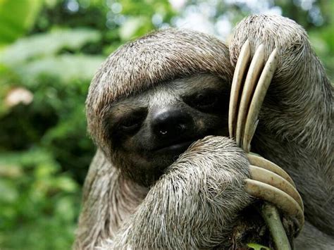 wild sloth population xhwo canada