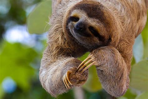 wild sloths in costa rica Online Casinos Deutschland
