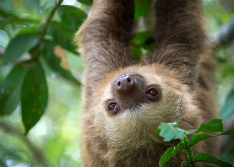 wild sloths in costa rica exec france