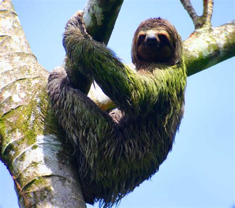 wild sloths in costa rica mdqy france
