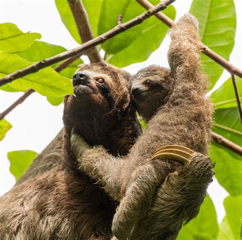 wild sloths in costa rica walf