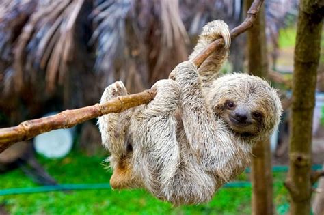 wild sloths in costa rica wbry