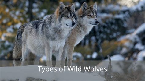 wild wild wolves