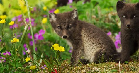 Download Wild Babies 