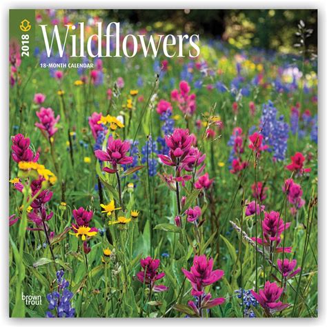 Wildflowers 2018 12 X 12 Inch Monthly Square Wall Calendar With Foil Stamped Cover By Plato, Flower Floral Plant Outdoor Nature ( Multilingual Edition)