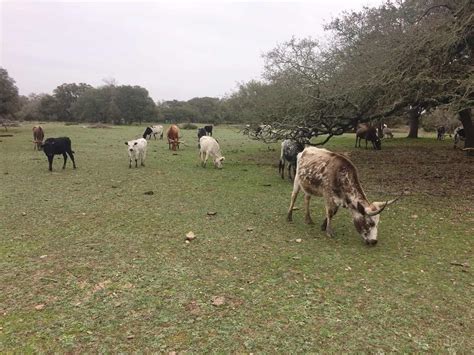 Will There Be Cows In Heaven Finding The Ancer In Cancer