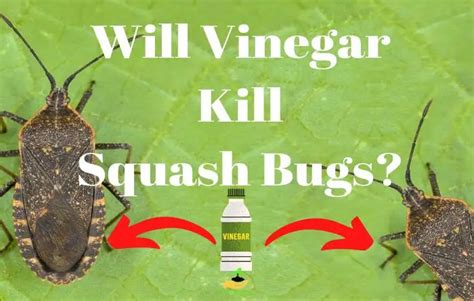 will vinegar get rid of squash bugs