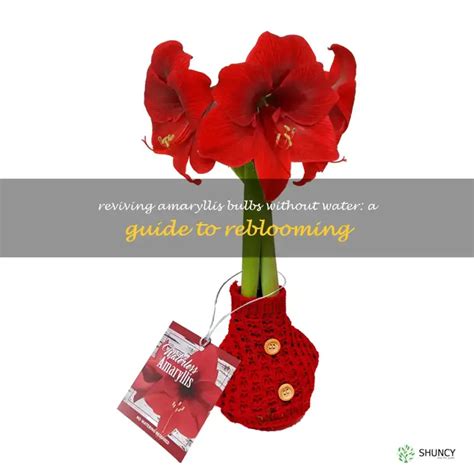 will waterless amaryllis rebloom