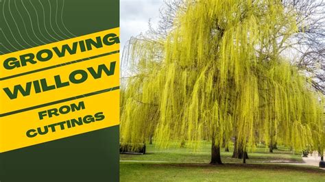 Willow A Guide To Growing And Harvesting Plus 20