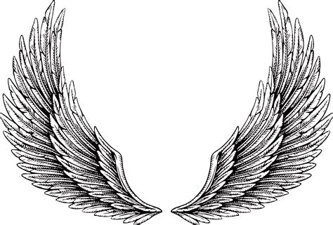 wings illustration