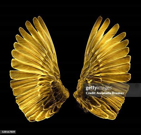 Wings Of Gold