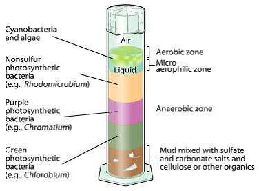 Winogradsky Column Layers