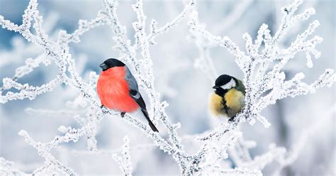 Winter Birds