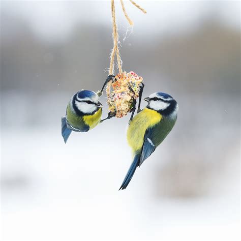 winter vogels