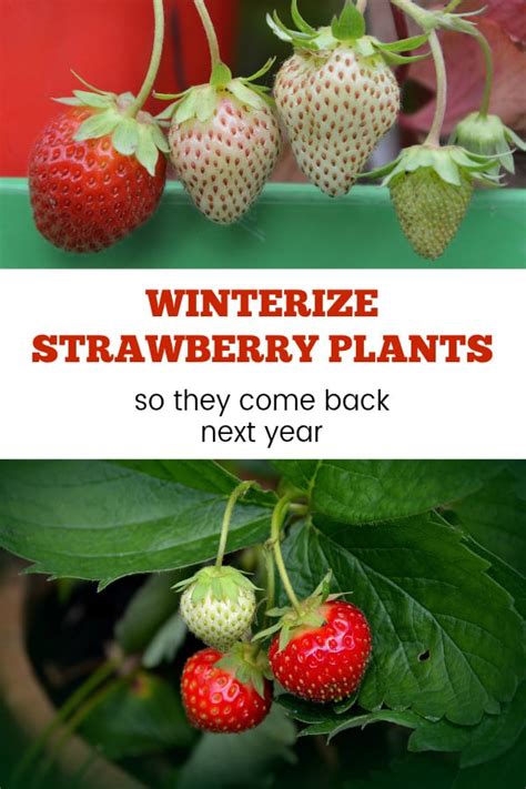 Winterizing Strawberries In Containers
