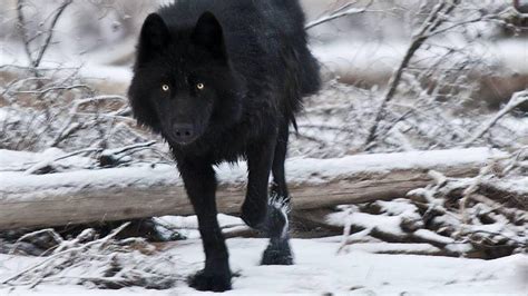 Wolf Black Wolf