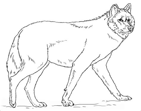 Wolf Coloring Pages Coloringbay Grey Wolf Coloring Pages - Grey Wolf Coloring Pages
