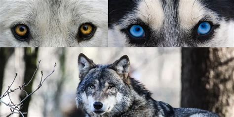 wolf eye color