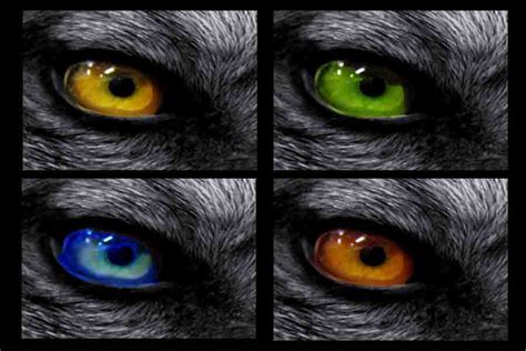 wolf eye colors