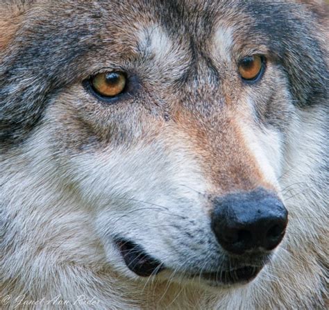 wolf gold eyes