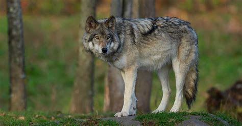 wolf goldschakal