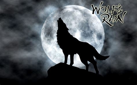 Wolf In Rain