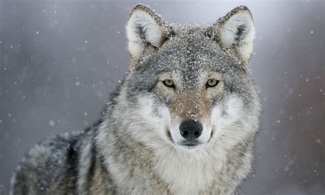 Wolf In The Snow