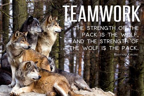 Wolf Pack Motivation