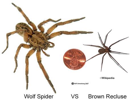 Wolf Spider Brown Recluse   Brown Recluse Vs Wolf Spider 12 Key Differences - Wolf Spider Brown Recluse