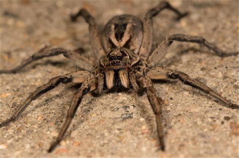 wolf spider florida