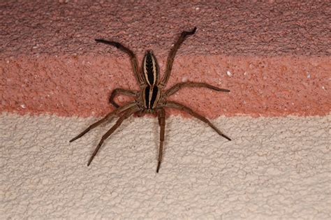 wolf spider illinois