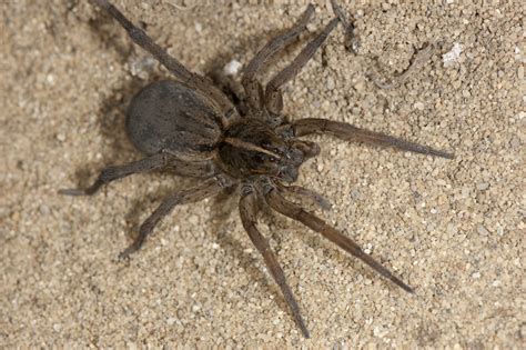 wolf spider ohio