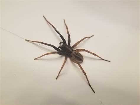 wolf spider oregon