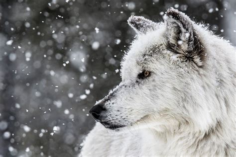 Download Wolf In The Snow 