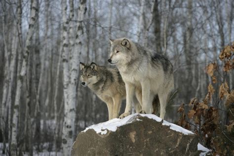 wolves colorado