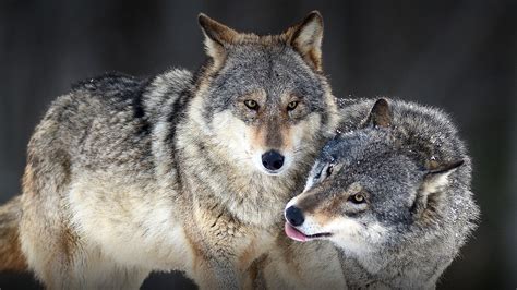 Wolves Like Me