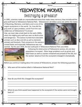 Wolves Of Yellowstone Worksheet   Wolves Ofamily Learning Together - Wolves Of Yellowstone Worksheet