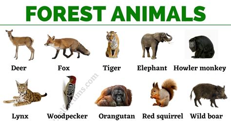 Woodland Animals Animals That Live In The Woods - Animals That Live In The Woods