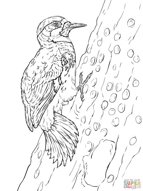 Woodpecker Coloring Pages And Printable Activities Coloringus Pileated Woodpecker Coloring Page - Pileated Woodpecker Coloring Page