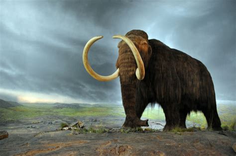 Woolly Mammoths Are One Step Closer To Making Bread Science - Bread Science