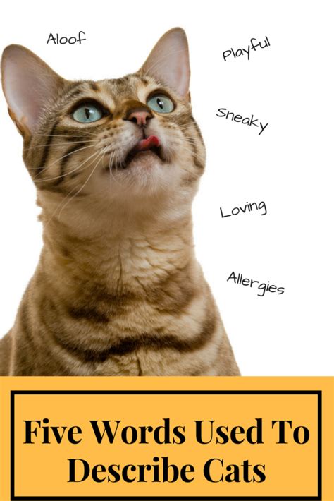 words to describe kissing cats dog