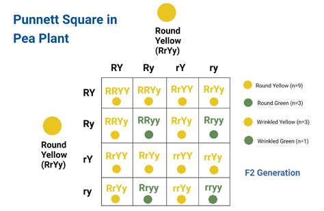 Worked Example Punnett Squares Video Khan Academy Science Punnett Squares - Science Punnett Squares