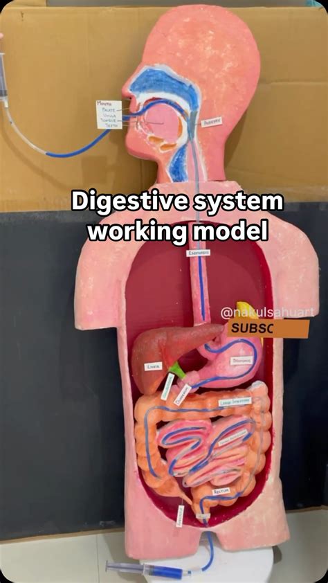 Working Digestive System Model