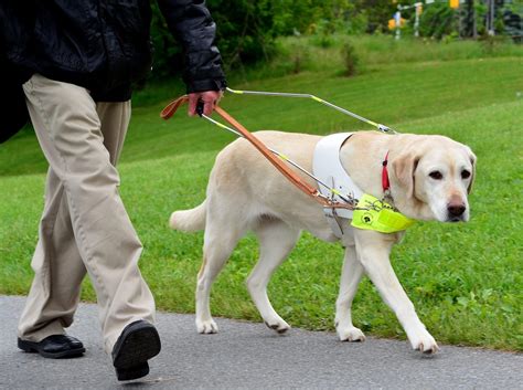 Working For Guide Dogs