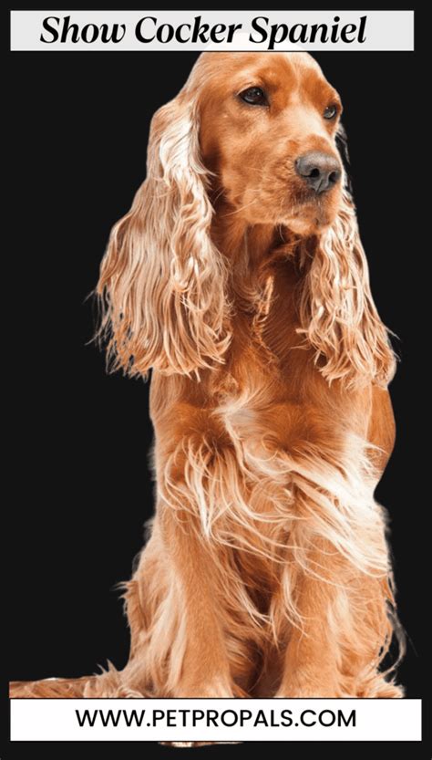 working x show cocker spaniel