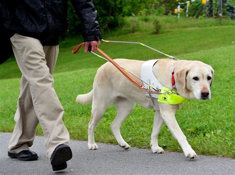 Read Working For Guide Dogs 