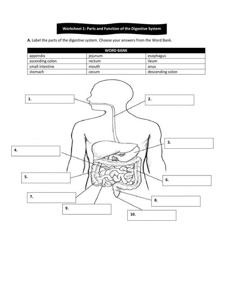 Workshee1 Structure And Function Of The Digestive System Structure Of The Digestive System Worksheet - Structure Of The Digestive System Worksheet
